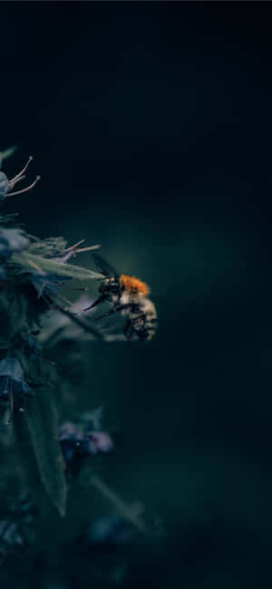 মৌমাছি আইফোন — আইফোন এসই ওয়ালপেপার