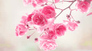 গোলাপী ফুলের ব্যাকগ্রাউন্ড