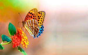 রঙিন প্রজাপতি ফুল স্ক্রিন এইচডি ডেস্কটপ