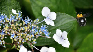 রাজকীয় কুয়াশাচ্ছন্ন বন — 1280x800 ওয়ালপেপার