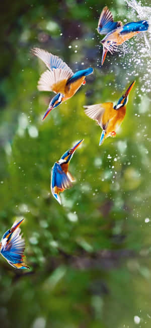 1284x2778 — অনার 600 লাইট ওয়ালপেপার