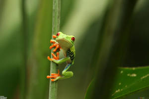 লাল চোখের আরাধ্য ব্যাঙ আরোহণ ওয়ালপেপার