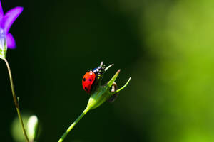 লেডিবাগ এশিয়ান বিটল প্রজাতি — গাঢ় সবুজ ওয়ালপেপার