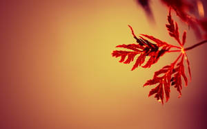 শরতের পাতার পটভূমি — শরৎ ওয়ালপেপার