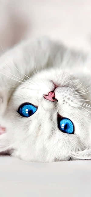 1242x2688 — এইচএমডি ওয়ালপেপার