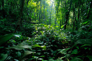 জঙ্গলের ছবি — ম্যাকবুক এয়ার ১৫ ওয়ালপেপার