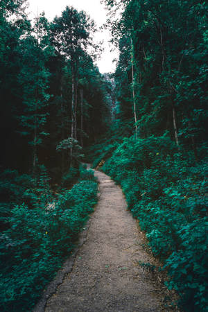 সবুজ বনের পথ ওয়ালপেপার