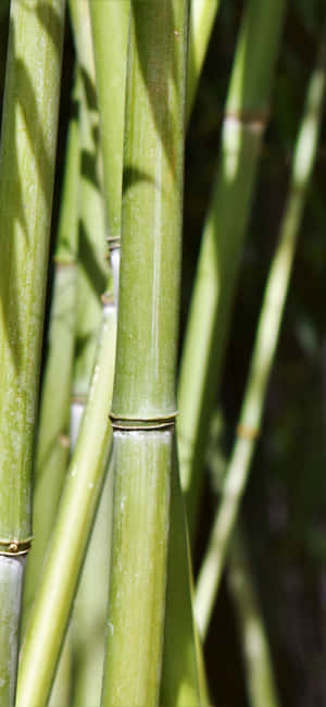 সবুজ বাঁশ — আইফোন ১৫ প্রো ম্যাক্স ওয়ালপেপার