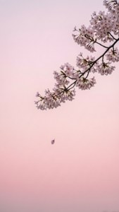 মিনিমালিস্ট চেরি ব্লসম শাখা
