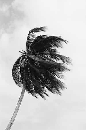 সাদা কালো নান্দনিক ছবি — নান্দনিক কালো এবং সাদা ওয়ালপেপার