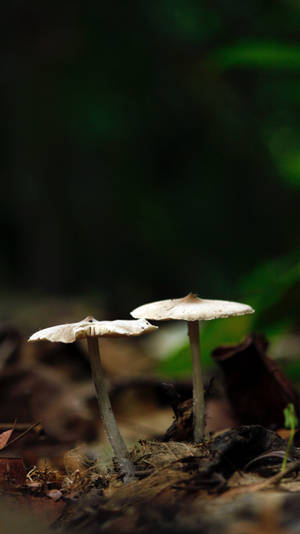 সিলেক্টিভ ফোকাস মাশরুম নান্দনিক