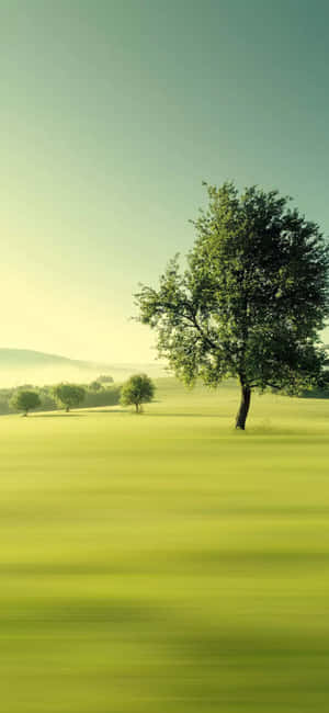 1290x2796 — এইচএমডি ওয়ালপেপার