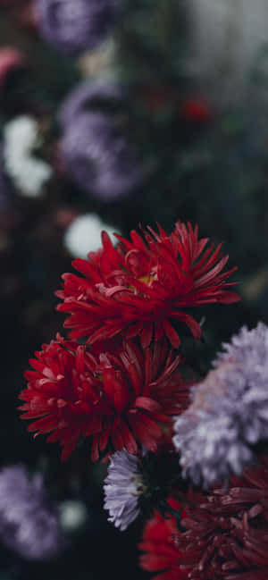 আইফোন ফুল — আইফোন ১৫ প্রো ম্যাক্স ওয়ালপেপার