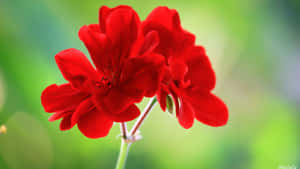 সুন্দর ফুলের ছবি