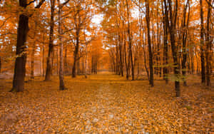 1280x800 — 1280x800 ওয়ালপেপার