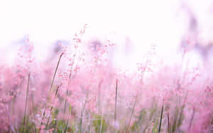 1280x800 — 1280x800 ওয়ালপেপার