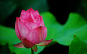 পদ্ম ফুলের ছবি — পদ্ম ফুল ওয়ালপেপার