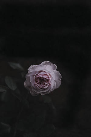 রোজ ফুল — গোলাপ ফুল ওয়ালপেপার