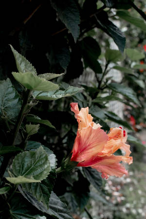 হিবিস্কাস ফুলের গাছের নান্দনিকতা — 植物美学 ওয়ালপেপার