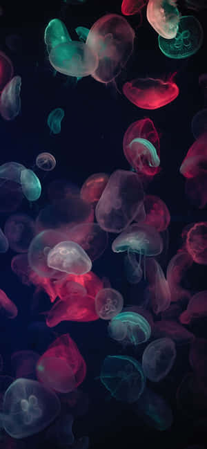 ১১৭০x২৫৩২